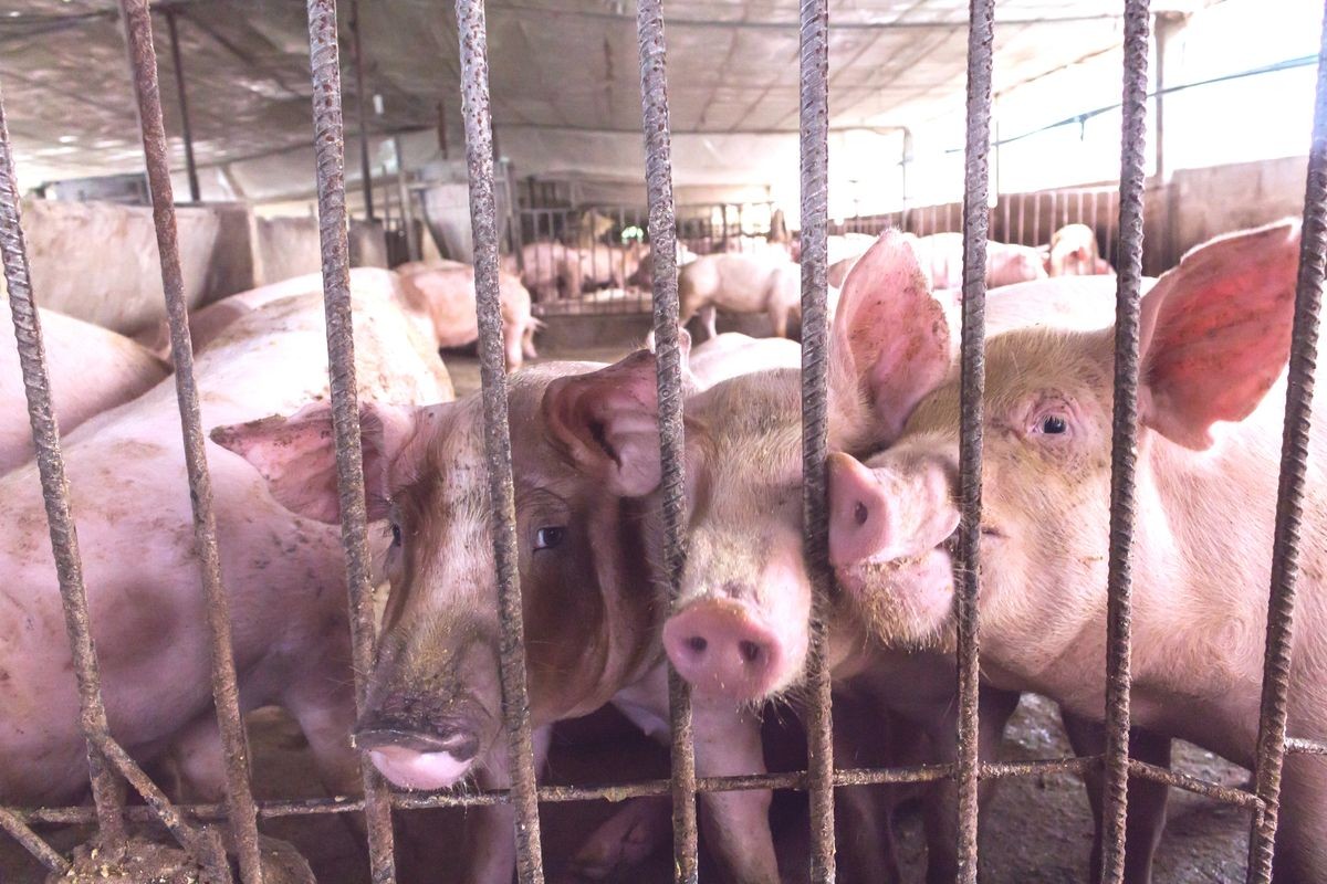 Lean hogs in a farm